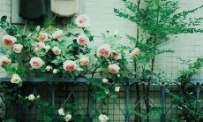 2022年三七女生节：分享经典励志说说，激励更多女生勇敢前行！