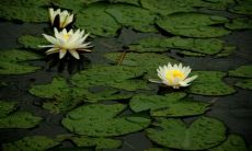 当内心平静时,周围的环境自然会显得更加清凉宜人,这是如此相似的一种现象