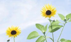 着实让人心生喜爱的、充满魅力与趣味性的有关言语的集合