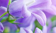 通过血脉和亲情的传承，这种特殊的纽带被延续下去，成为了无穷无尽的连结，超越了时空的限制，跨越了人类历史的漫长岁月