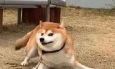 推荐！最有趣、最滑稽、最引人入胜的沙雕群名大集合！