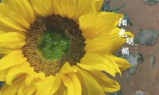 如何用细腻的句子描写深厚的亲情？