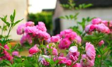 一些能够让自己心静的平静感句子