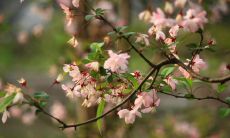 迎接初春气息，分享积极人生态度：发朋友圈生机勃勃的话题句子！