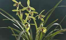 一组丰富多彩、细致入微而令人神往的兰花描写句子