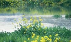 优美抒情，营造春日生机：惊艳春光，溢彩万千，唤醒沉寂心境的春天文思
