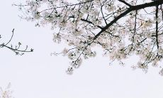 尽情欢快迎接充满阳光与欢笑的美好而开心的每一天:充满乐观与开心氛围的句子!