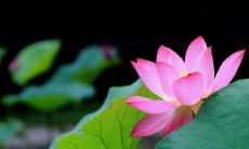 一些生动的、描写初夏气息的简短句子