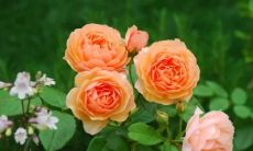 错误决策导致的错失良机：令人遗憾的文案句子们