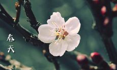 分享迎春赏花的美好时光:让春天在绚烂花海中轻松愉悦的心情说说