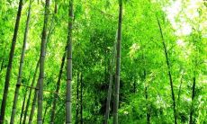 寻找灵感的随笔：我的写竹座右铭与创作哲学