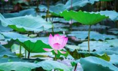 探寻立夏时节的心情变化:一位个人故事的分享与探索