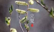 今天立夏节气,让我们来一起说说有关立夏的图片吧!