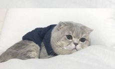 让你沉浸在猫咪的美丽世界中——优美赞颂它们的句子