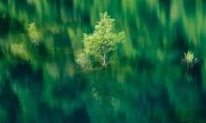 平静自在、心如止水的佛教经文句子汇总