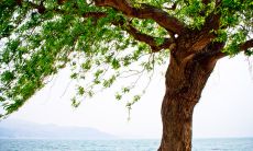 探究风的特性及其对生命的影响并提炼出关于风的哲学思考,打造个性化风格的座右铭