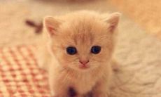 一些从天而降的毛茸茸、有羽毛的、有鳞片的、有奇特形态的动物，在翠绿的树丛中优雅地舞动着，展现出它们与生俱来的独特魅力