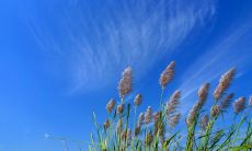 秋高气爽，鸟语花香，万物凋零，枫叶红艳──一幅生命最美妙的图画