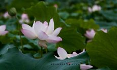 在八月这个精彩的夏季，发现那些饱含感伤、婉约和深情的唯美句子