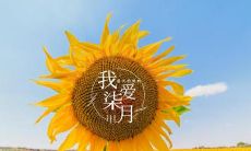 七月的美丽句子，感悟心情的深度与丰富，让温暖幸福的情感充盈每一个瞬间