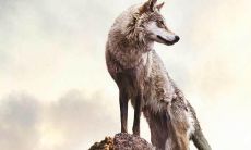 口号押韵的战狼队:为爱与荣耀而战的勇士们!