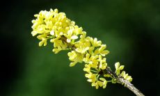 桂花之美：穿越千年的诗词文化遗产