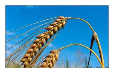 在成熟的麦田里,沉重的麦穗低垂着顶端,迎接着金色的夕阳