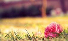 一组含蓄而深情、带有浪漫气息的描写落花的绝美句子汇总