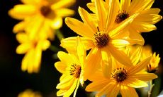 享受亲情温暖的美好时刻:探索多代同堂大家庭幸福生活的秘诀