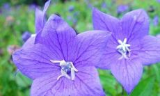 描绘冬季温暖阳光的诗句与句子，感人至深，让人陶醉的唯美描述