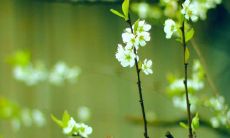 2022年春分节气短信祝福语汇总,适合在朋友圈和社交媒体分享的春分祝福语大全