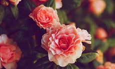 让我们来看看这些经典友情短句，它们或许能为我们铺就一条长长久久的友情之路