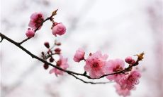 一些描写梅花的美丽、优势和文化意义的句子