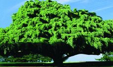 咏叹树木之美——赞颂大自然的树木的诗句