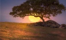 通过可爱的晚安句子深入触及人心的秘密力量