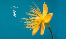 感受谷雨节气传递的祝福:最精彩的谷雨节气祝福短信集锦!