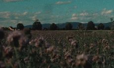 这些令人感动落泪的情感语录将永远在余生中继续激荡,没有任何打扰的可能!