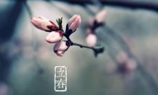 探寻立春的清新美感:唯美语句缀满这个春天的开始