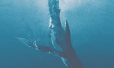 经典、唯美！欣赏关于鲸落的那些引人入胜的语句