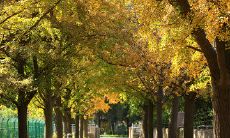 美丽诗意草木枯黄,秋日黄昏日落霞红,冬季飘雪洁白如玉,春季繁花盛放竞相绽放:描绘四季风景的优美诗句