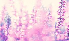 用心感受亲情,细腻表达感人句子