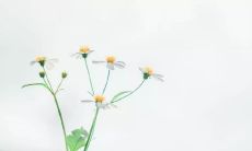 以清新风格为主的文艺小短句,充满小清新风情的优美语句