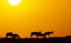 如何用优美的抒情短句子表达自己的情感?