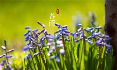 探究谷雨节气的成语、俗语、谚语及其涵义和用法