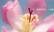 祝福语合集：欢迎惊蛰，让春天的阳光注入心灵，愿你拥有美好瞬间，快乐一整年！