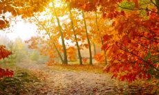 精彩描写秋季的句子，让你感受到季节的变迁与大自然的美妙变化！