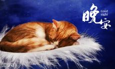 如何用暖心的晚安短信句来关爱你的挚爱并加强你们的关系？