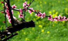 用美妙的语言描绘春天的句子 – 浪漫的描述春天的语句,如何描述春天的美丽,向读者展现春天的神奇之美