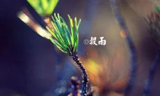 2022年全新最全谷雨时节祝福语集锦,让你在传统文化中迎接新时代的问候与祝福!