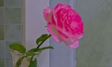 珍惜幸福爱情，漫步情路：缱绻情话，途中不停（或不断）相伴！